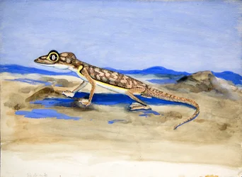 Palmatogecko rangei Anderson, 1928
